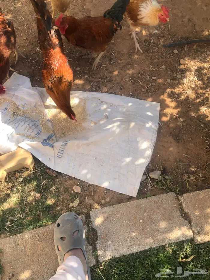 دجاج للبيع ما شاء الله 9