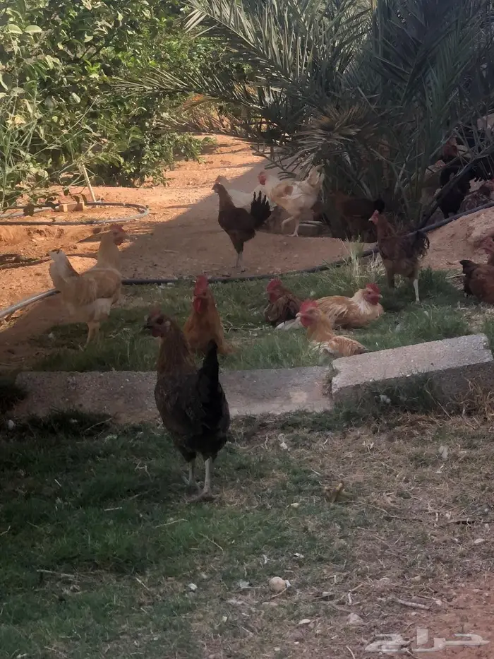 دجاج للبيع ما شاء الله 10