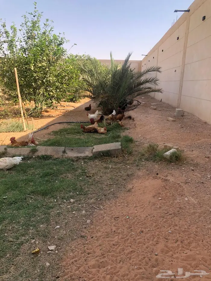 دجاج للبيع ما شاء الله 11