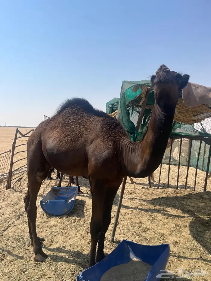 مفرود سمين فل الموقع صلاصل 1