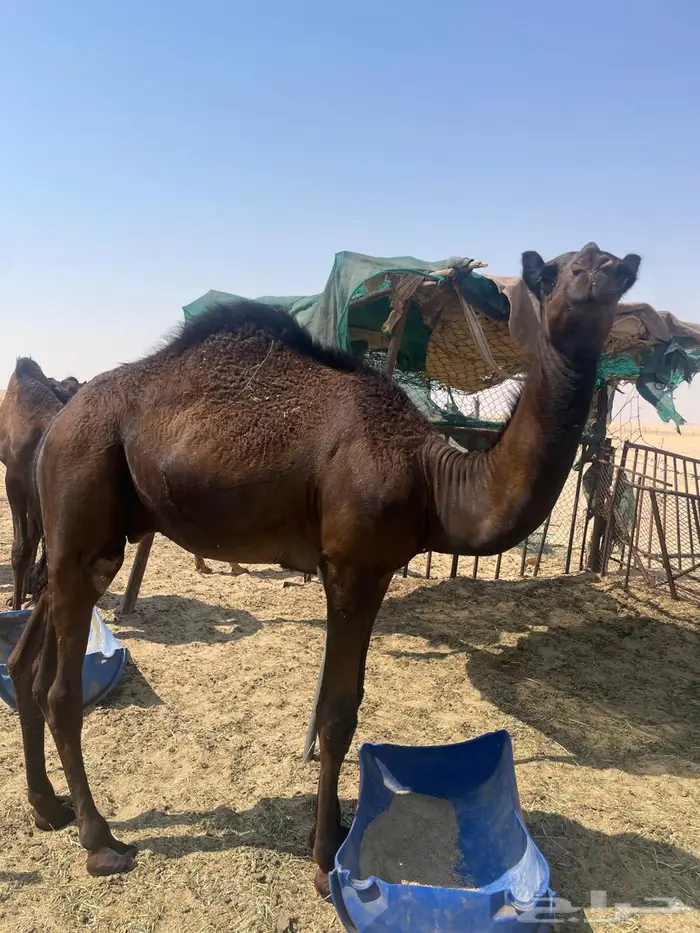 مفرود سمين فل الموقع صلاصل 0