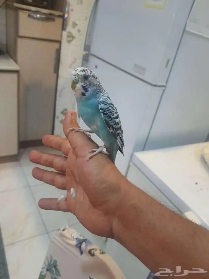 زوج بادجي اليف 4