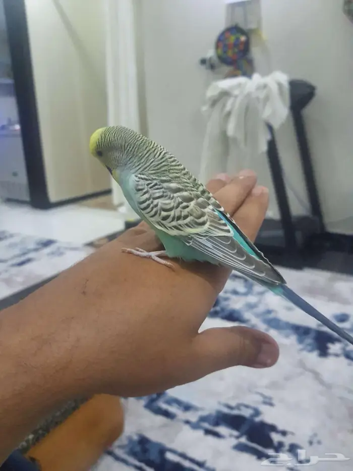 زوج بادجي اليف 6