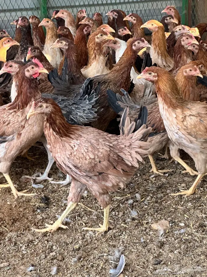 للبيع دجاج بلدي بشاير 3