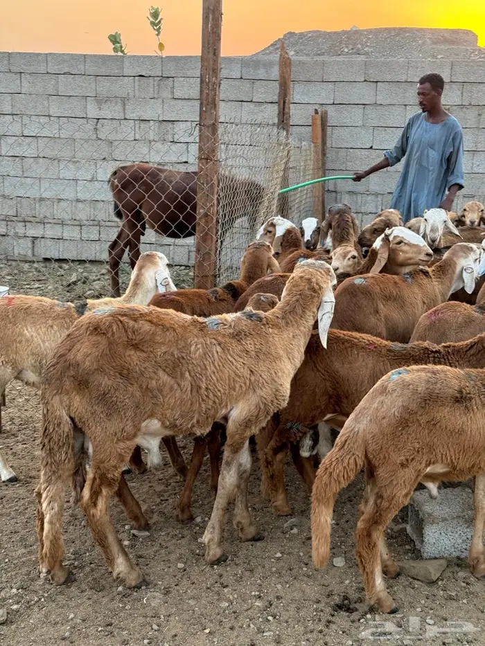 طليان حمري سواكني 0