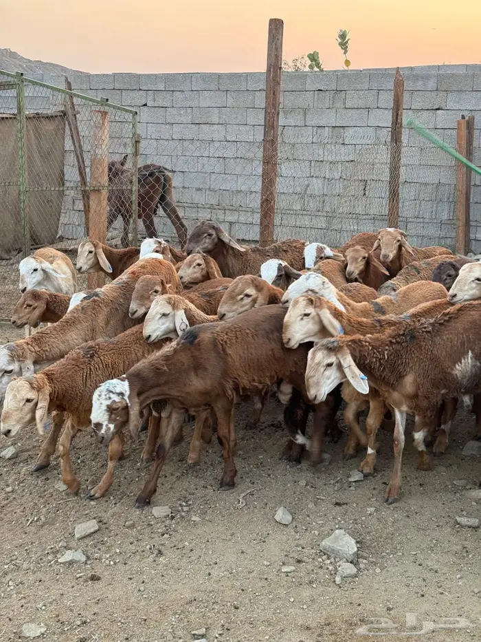 طليان حمري سواكني 1