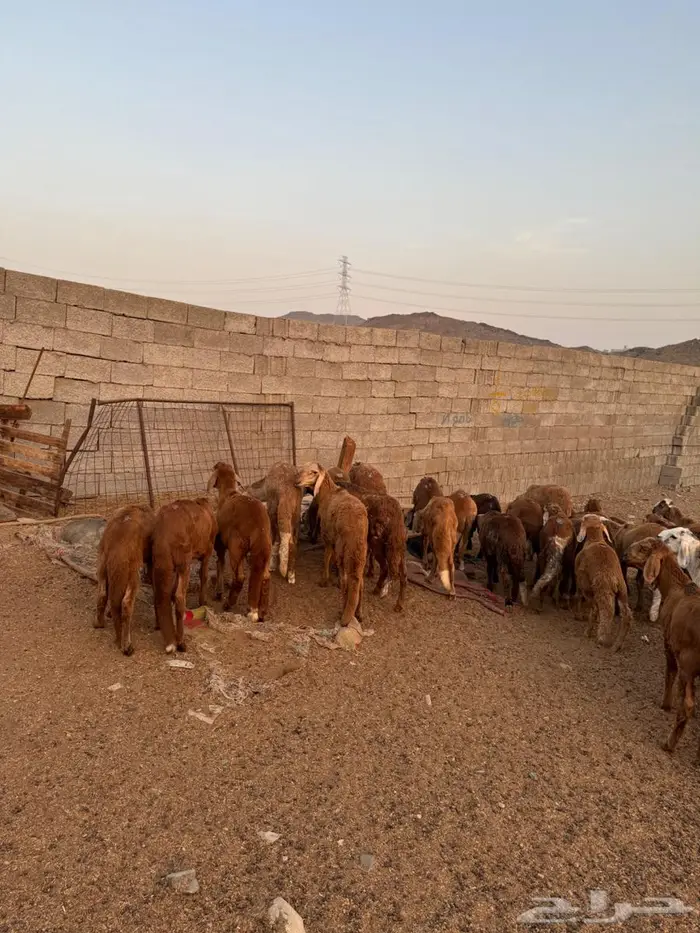 طليان حمري سواكني 4