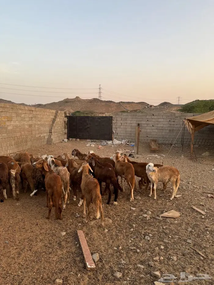 طليان حمري سواكني 5