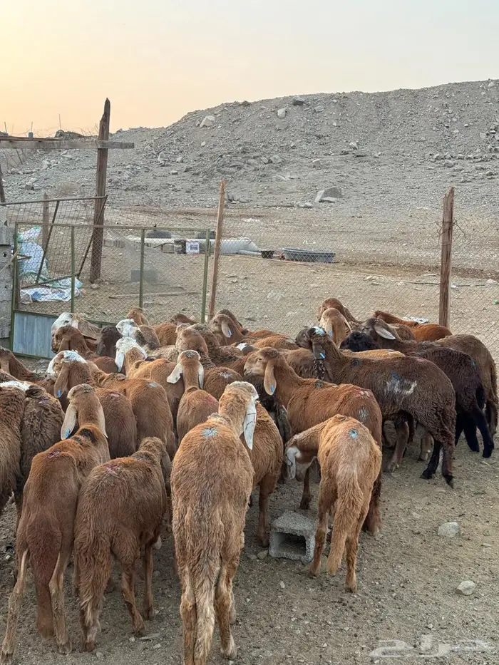 طليان حمري سواكني 3