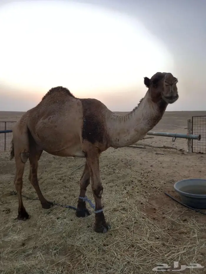 جمل طيب اصفر سنه تام على جميع اشروط تواصل وتسب 0