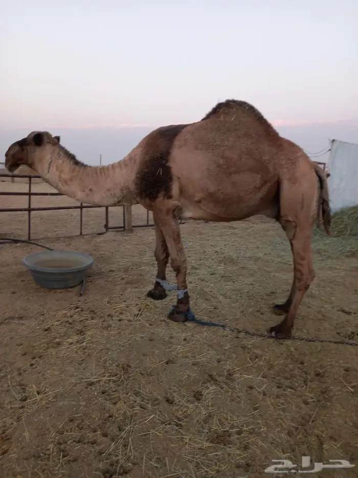 جمل طيب اصفر سنه تام على جميع اشروط تواصل وتسب 1