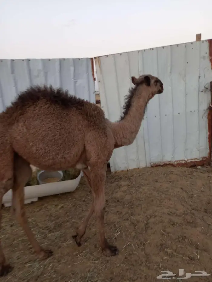 جمل طيب اصفر سنه تام على جميع اشروط تواصل وتسب 2