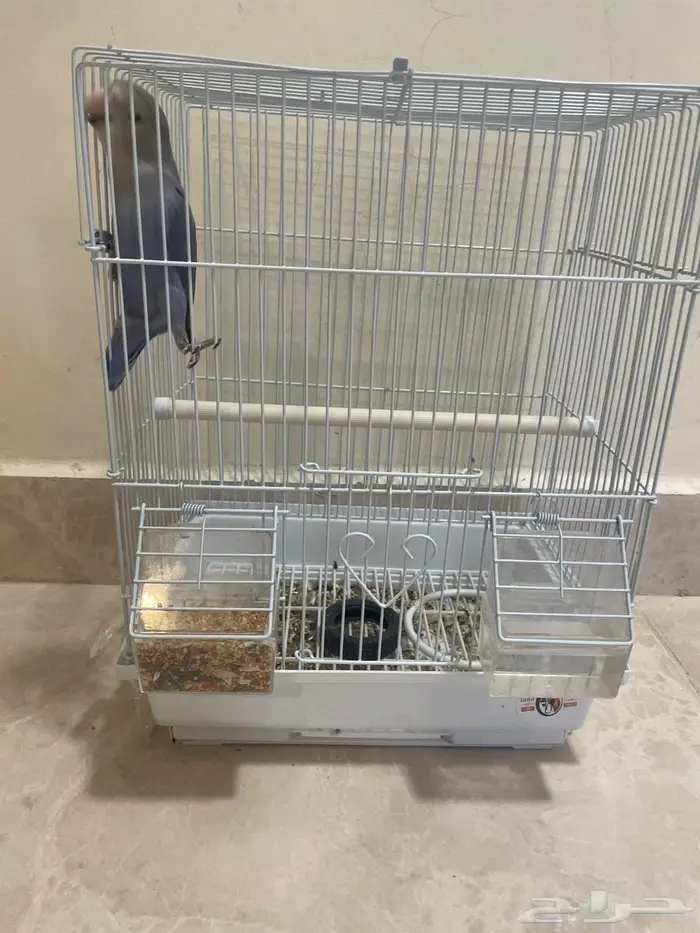 ببغاء روز ازرق 0