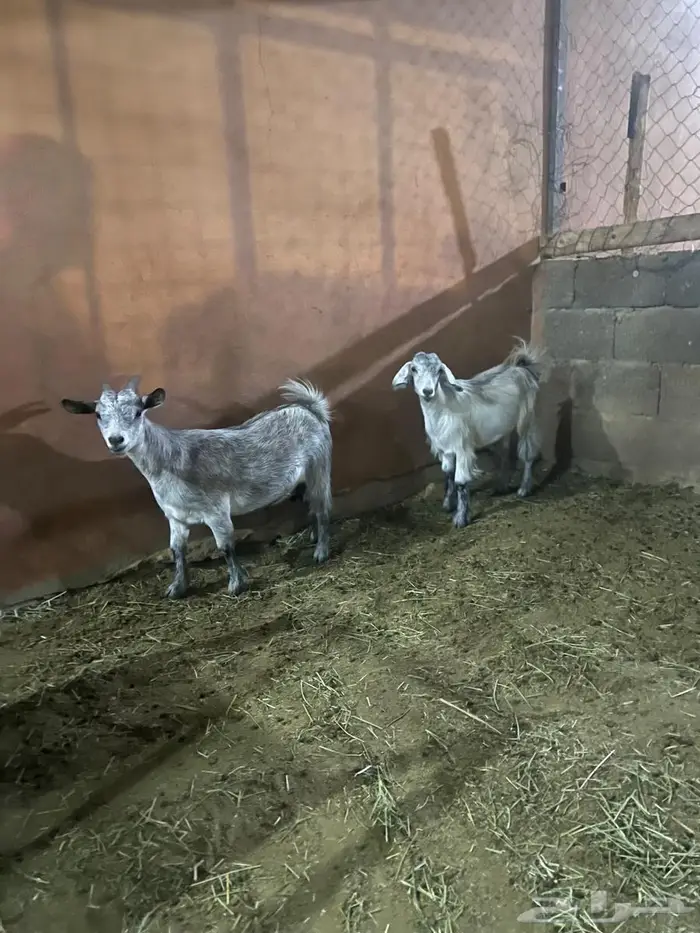 معزة وبنتها قزمية 2