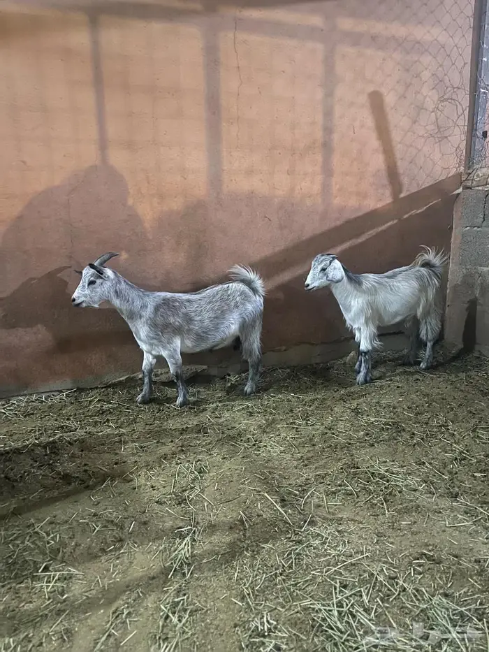 معزة وبنتها قزمية 3