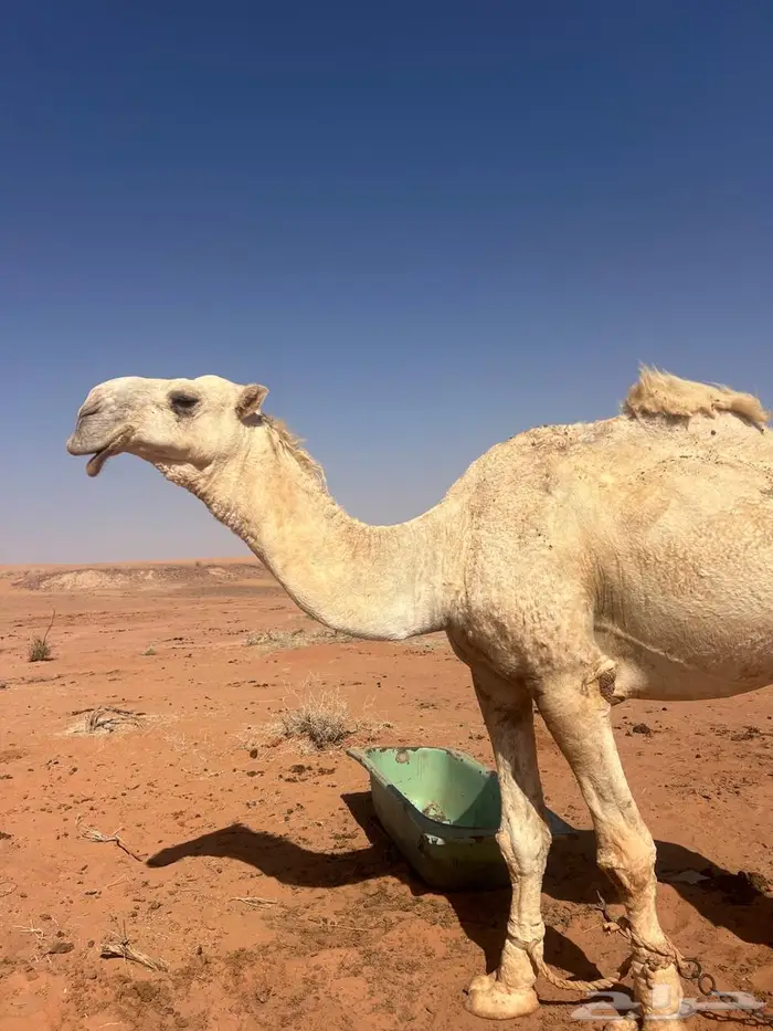فحل للبيع 0