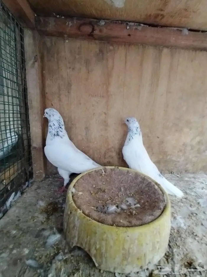 جوزين حمام باكستاني 0