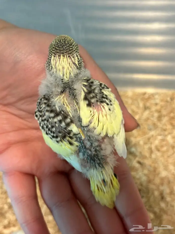 فروخ بادجي 1