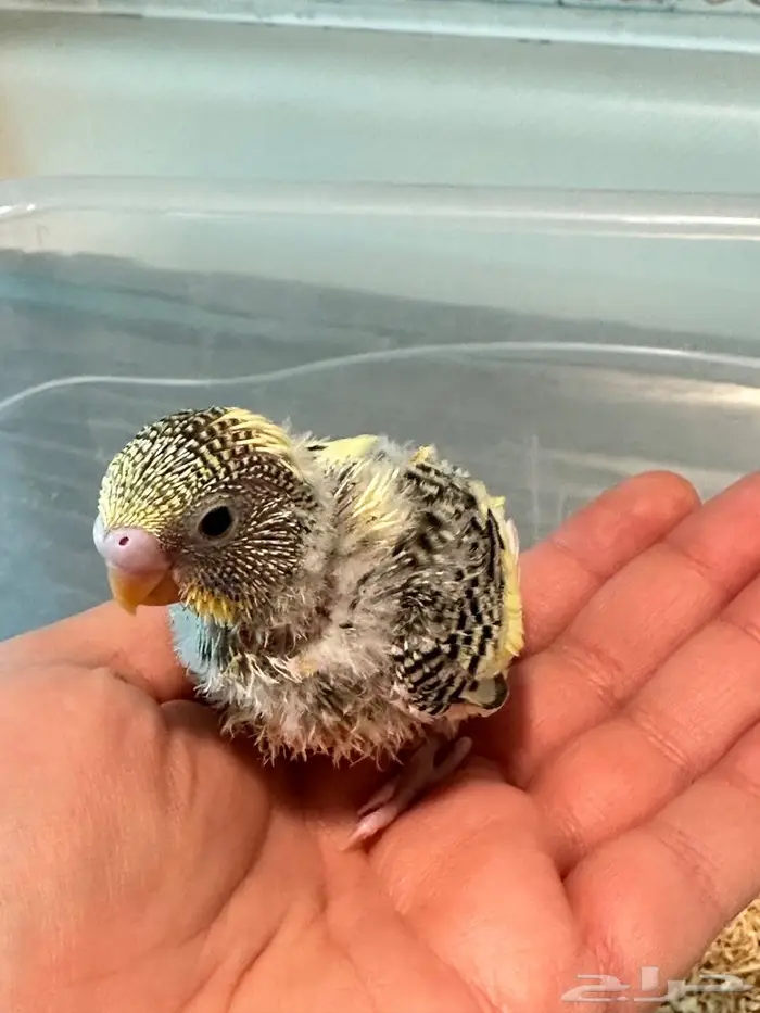 فروخ بادجي 0