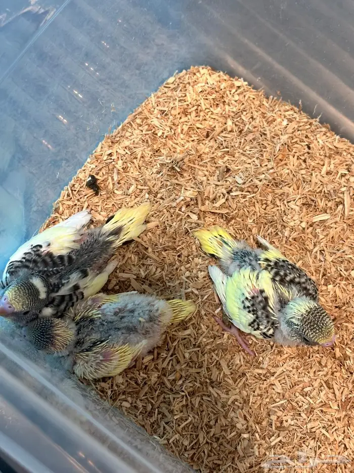 فروخ بادجي 2