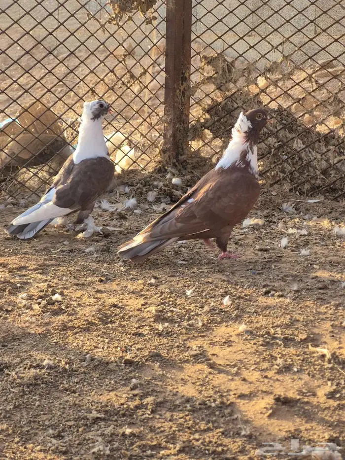 للبيع حمام شامي 0