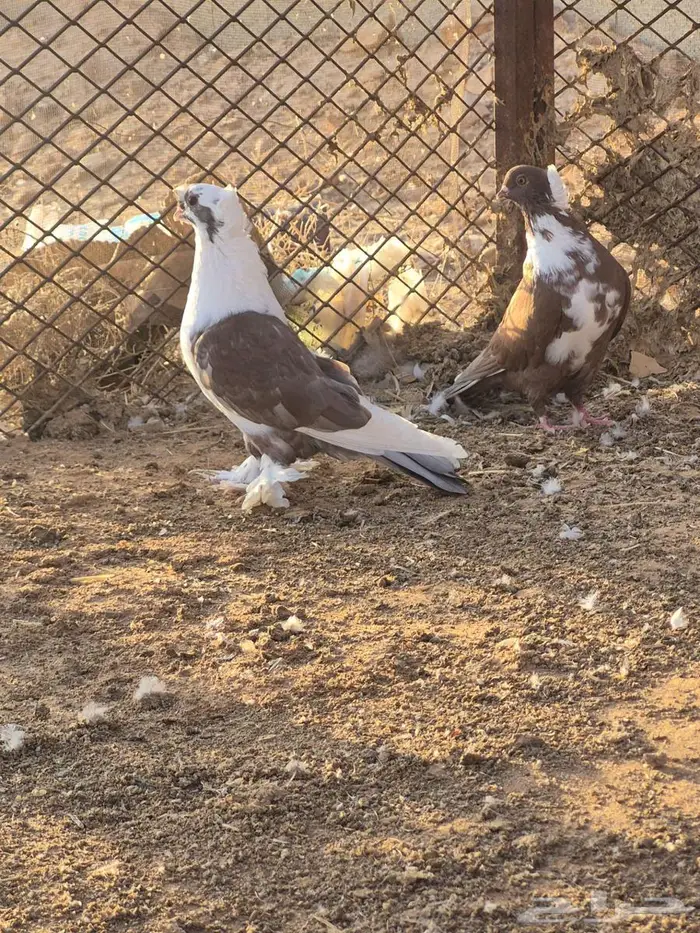للبيع حمام شامي 1