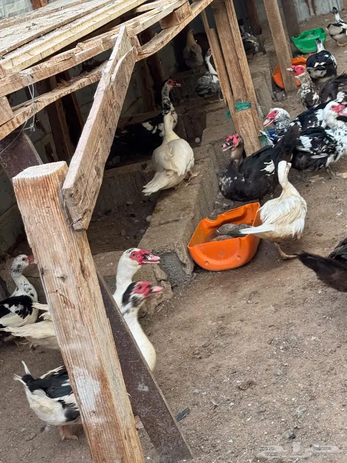 بط مسكوفي للبيع جامبو 1