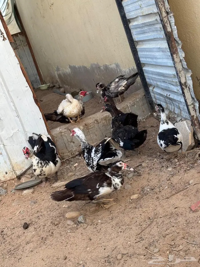 بط مسكوفي للبيع جامبو 2