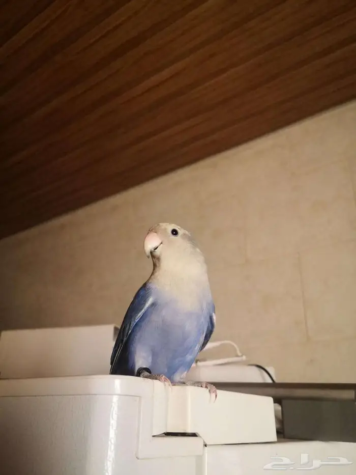 ببغاء روز 0