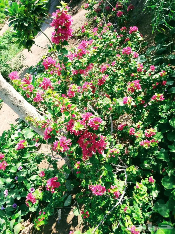 مشتل الاصيل الشمالي 5