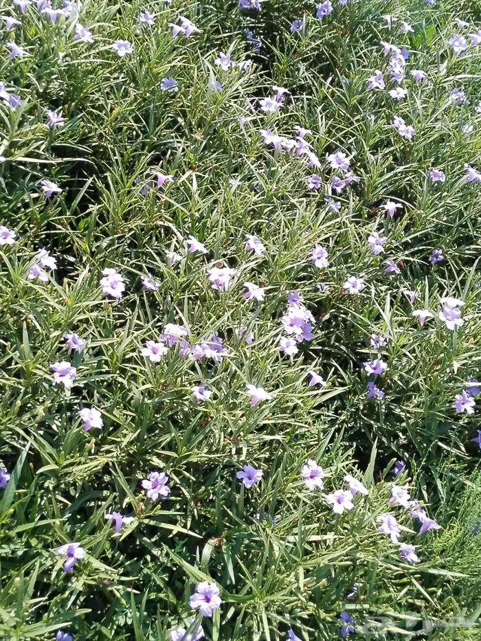 مشتل الاصيل الشمالي 8