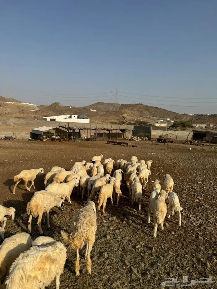 رخال وطليان حري 0