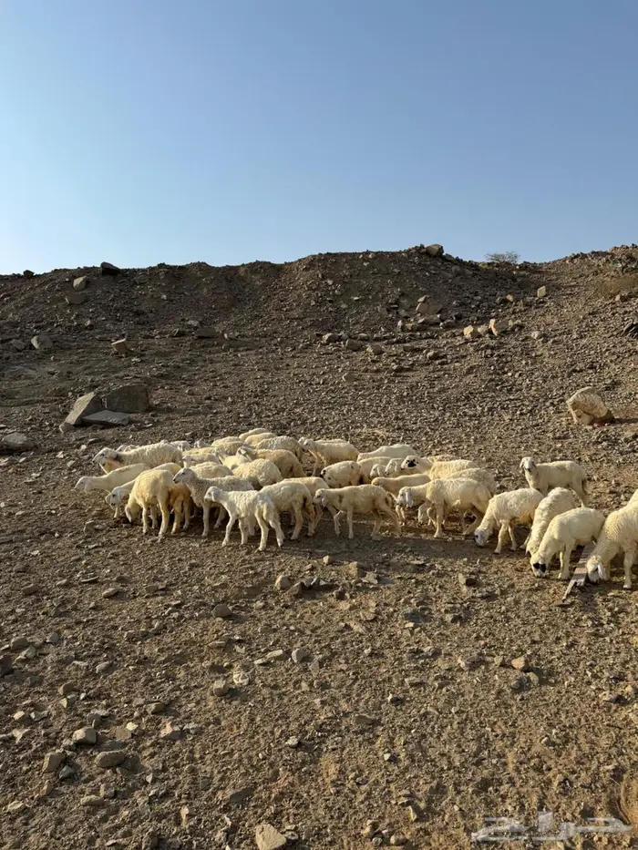 رخال وطليان حري 1