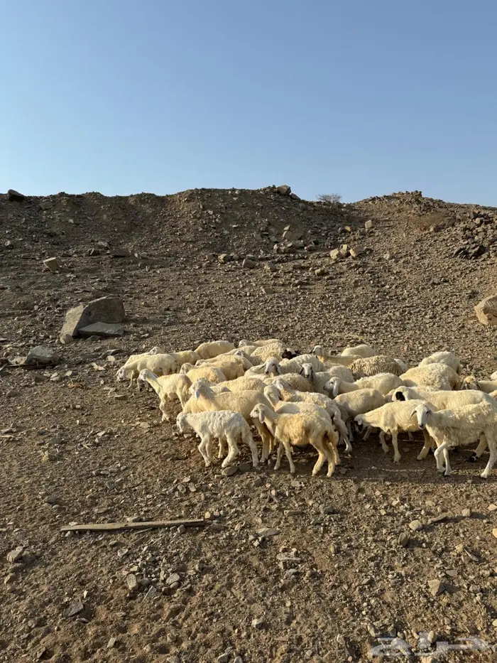 رخال وطليان حري 2