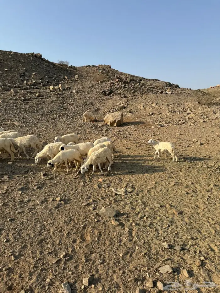 رخال وطليان حري 3