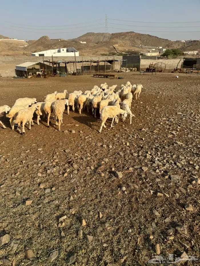 رخال وطليان حري 4