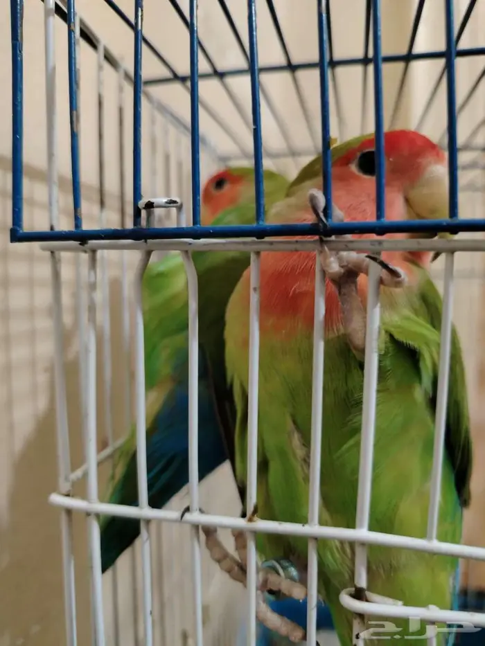 انثتين روز 0