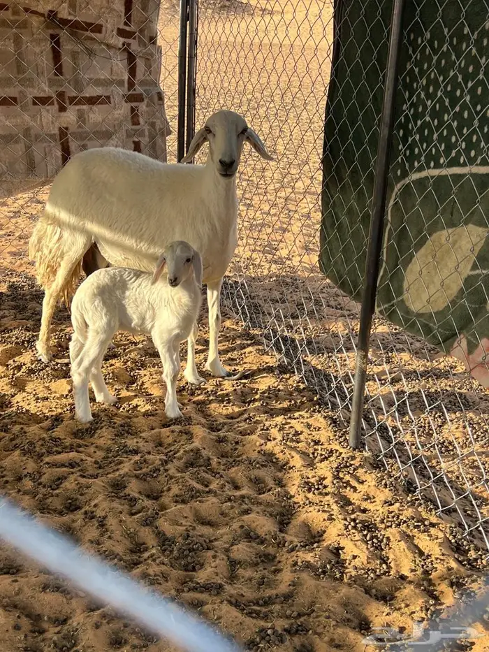 نعجه تحتها رخل سنها رباع روم شرط 1