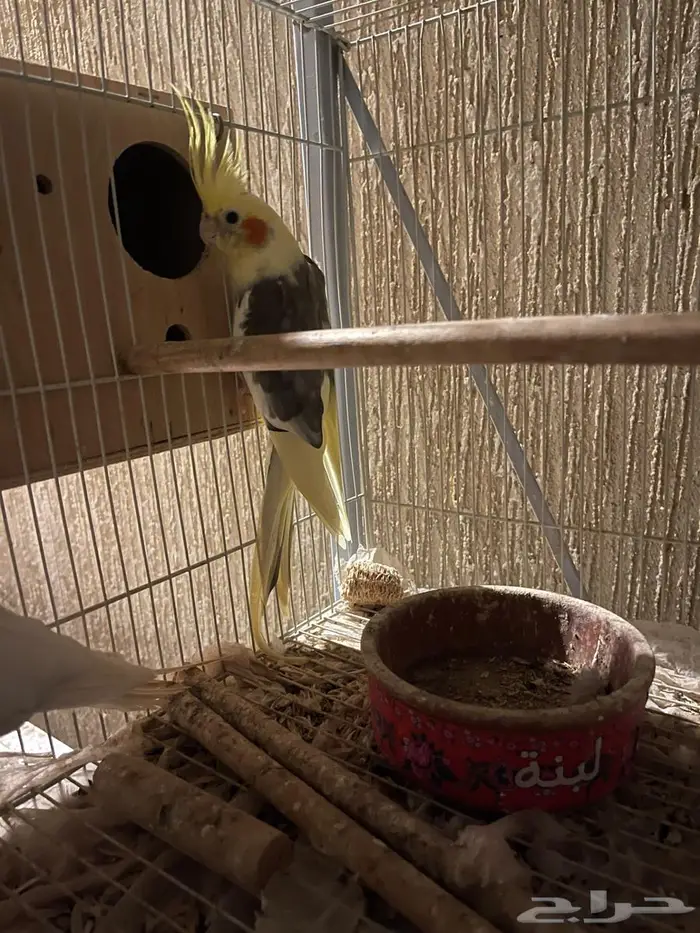 زوج كروان منتج 2