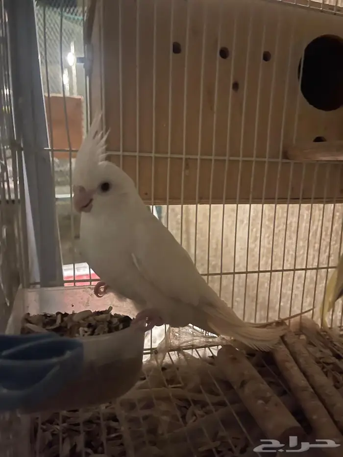 زوج كروان منتج 0