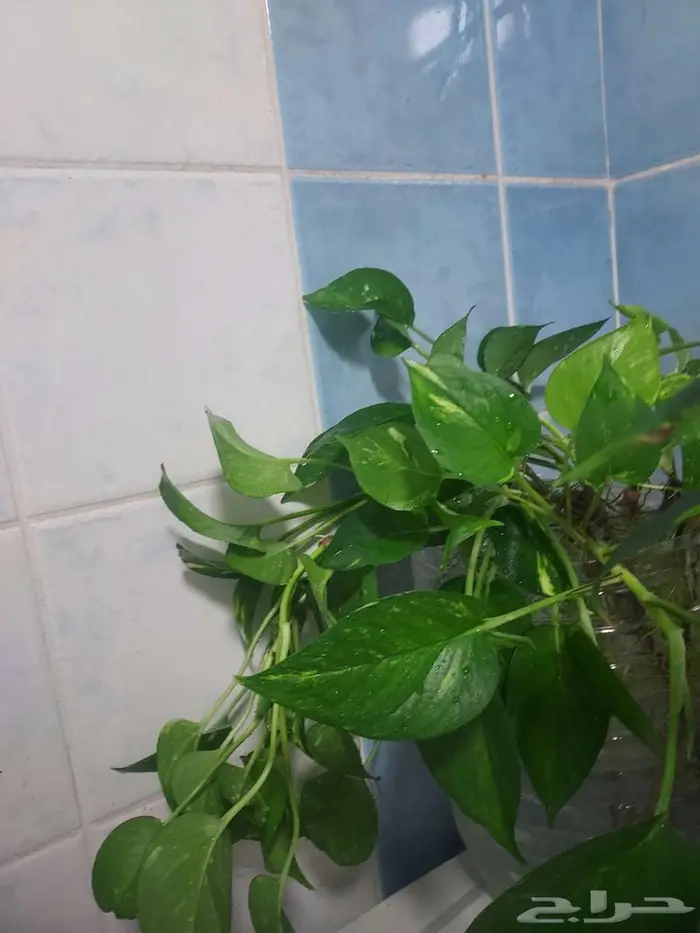 نبات البوتس المتسلق - زنبق السلام -الزاميا - الببروميا 4