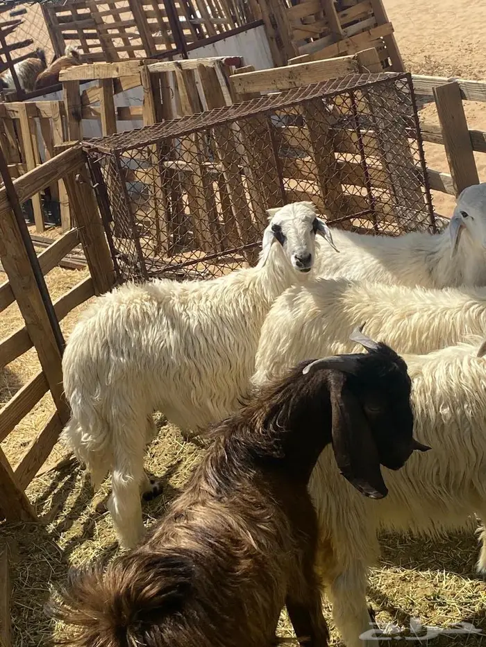 خرفان كفو للبيع نجران 0