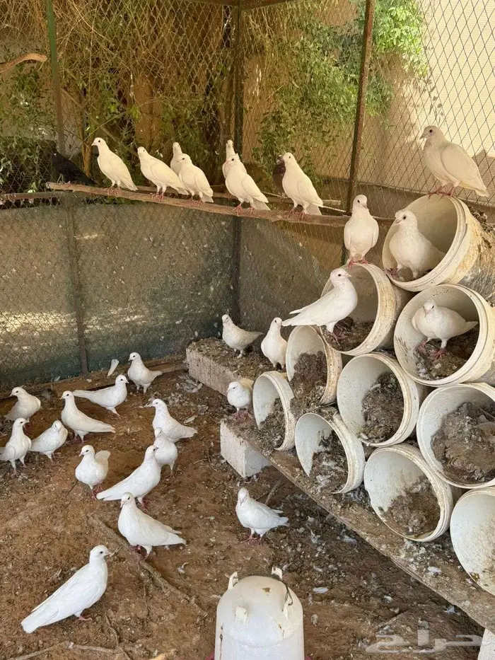 عشة حمام للبيع 2