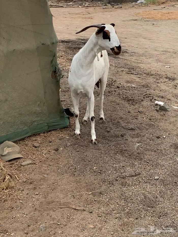 معزه كحل صنف 0
