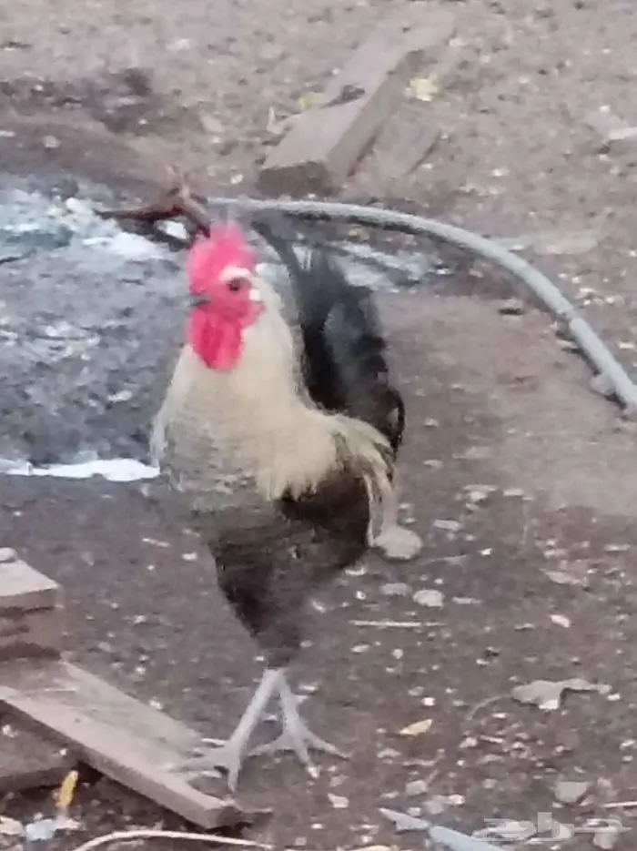 ديكه للبيع 0