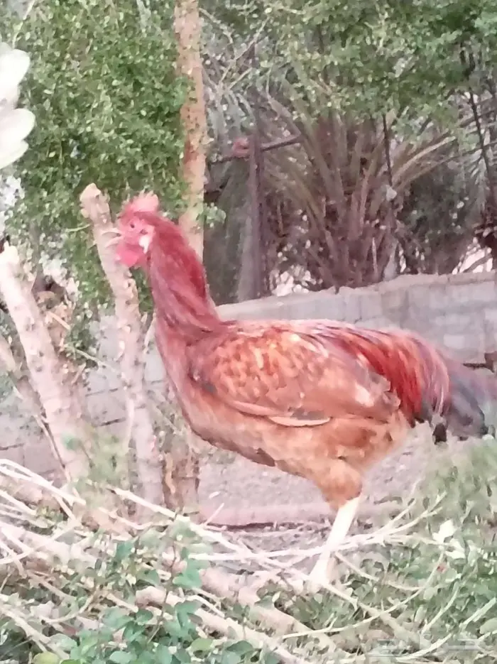 ديكه للبيع 1