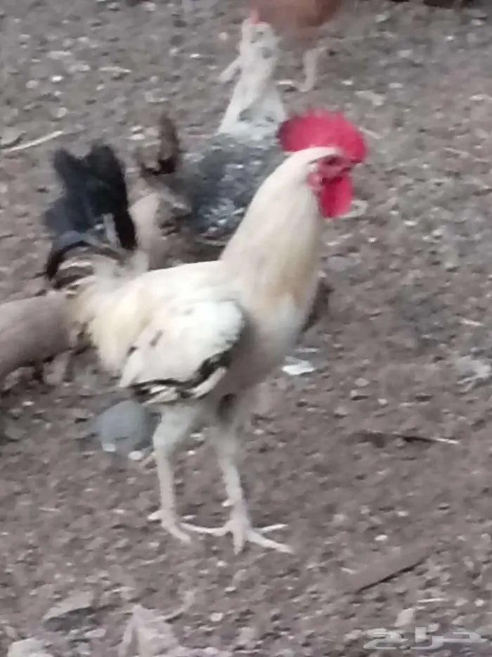 ديكه للبيع 2