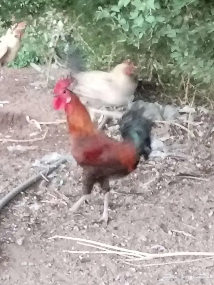 ديكه للبيع 5