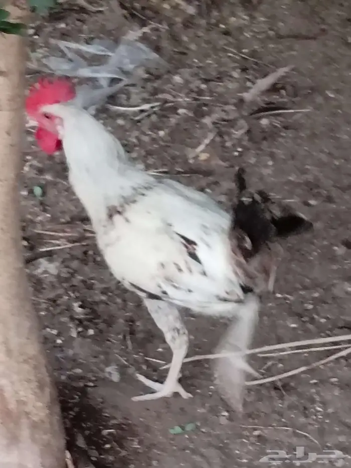 ديكه للبيع 3