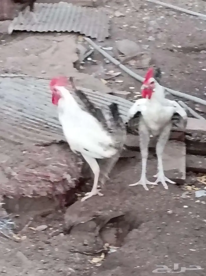 ديكه للبيع 6